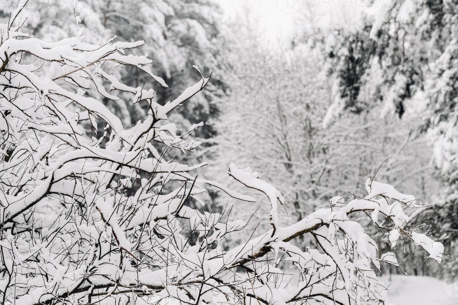winter forest with snow-covered trees in winter.Lots of Snow on the Christmas trees photo