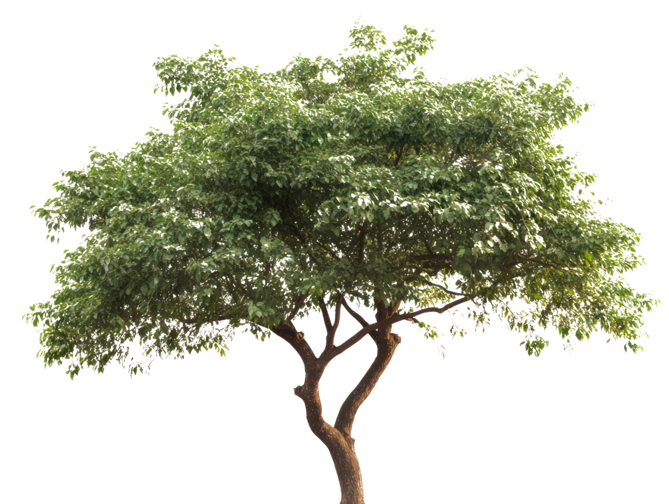A tree is shown in the middle of a field png