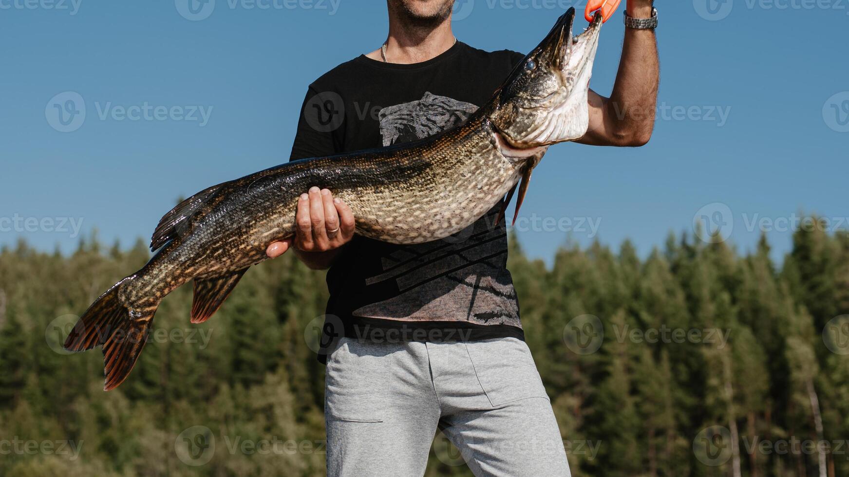 male fisherman holds a big pike fish caught in hands photo