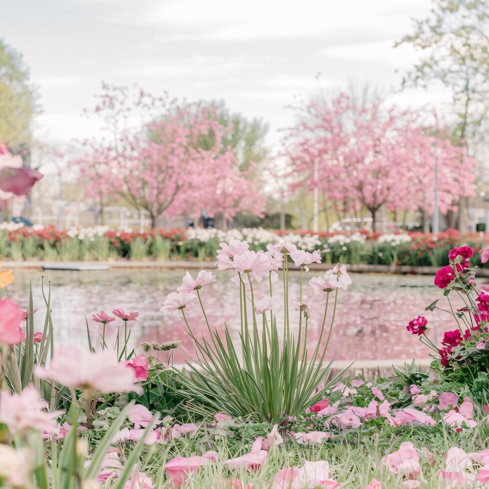 Pink Flowers in a Garden with a Pond and Trees in the Background photo