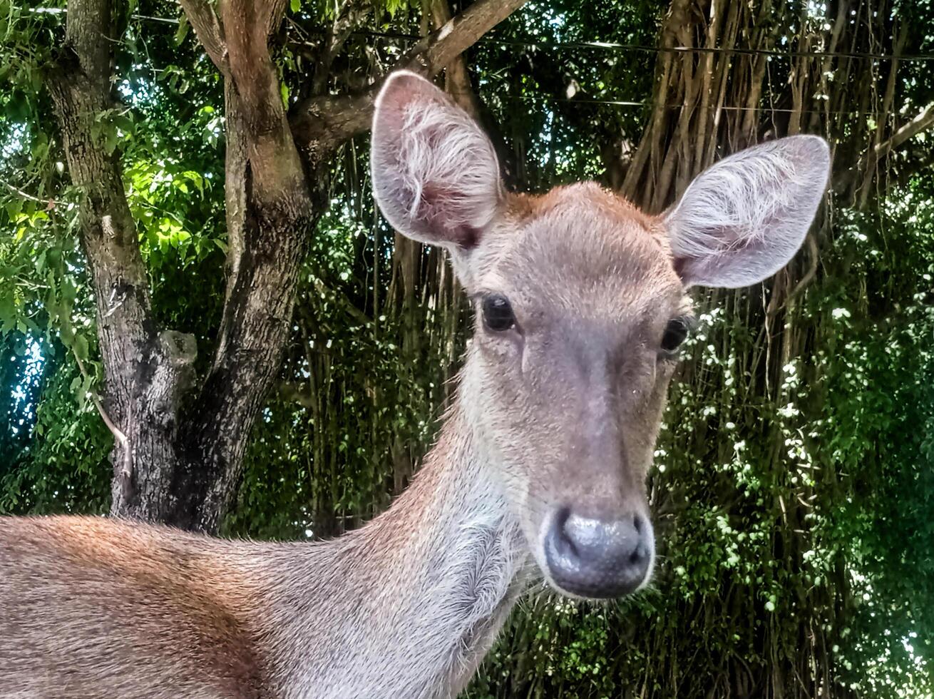 a deer laying down on the ground with its mouth open photo