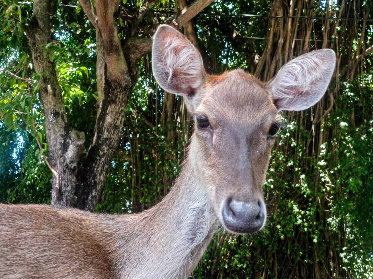 a deer laying down on the ground with its mouth open photo