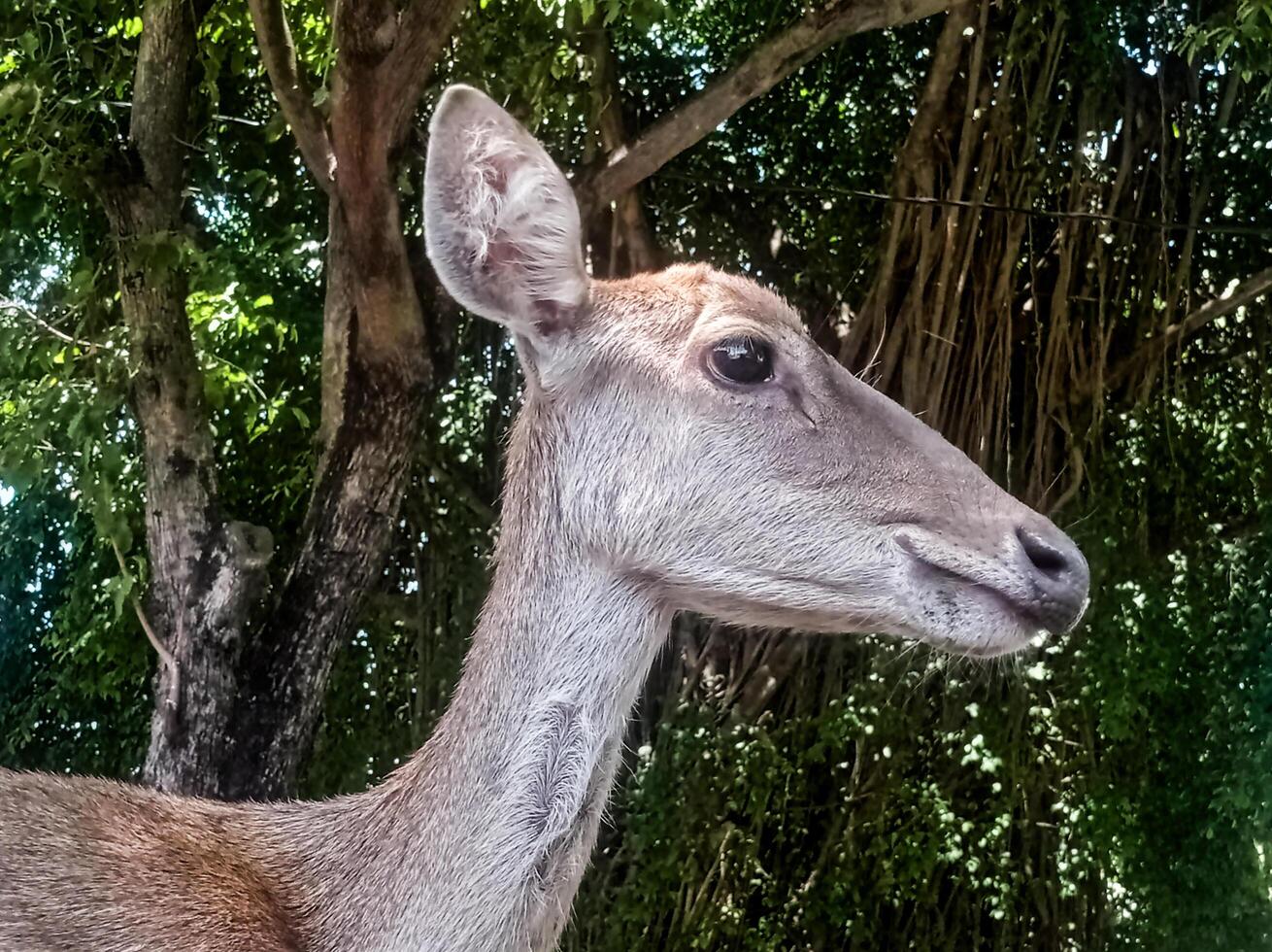 a deer laying down on the ground with its mouth open photo