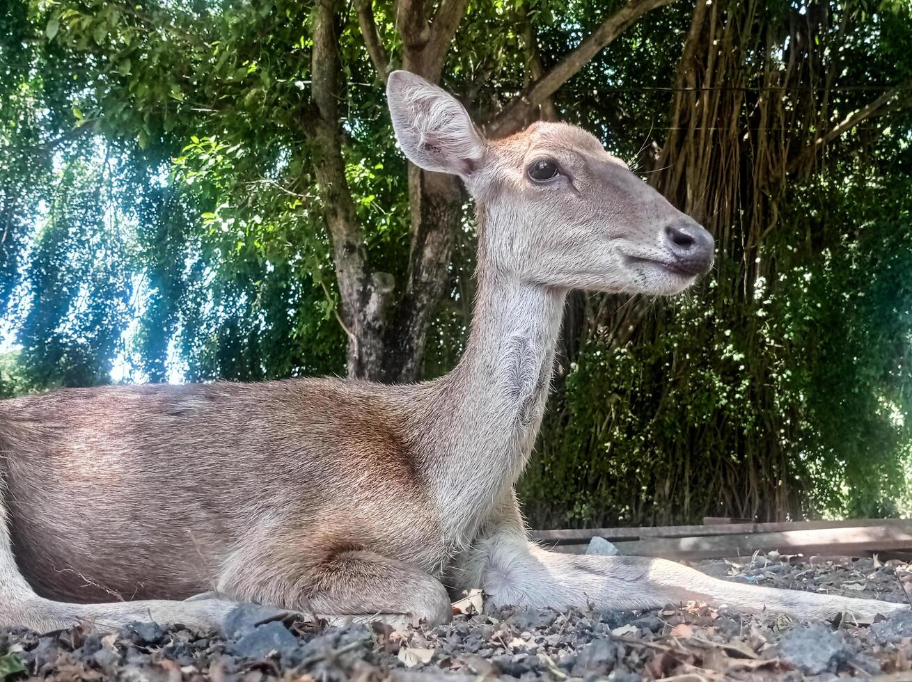 a deer laying down on the ground with its mouth open photo