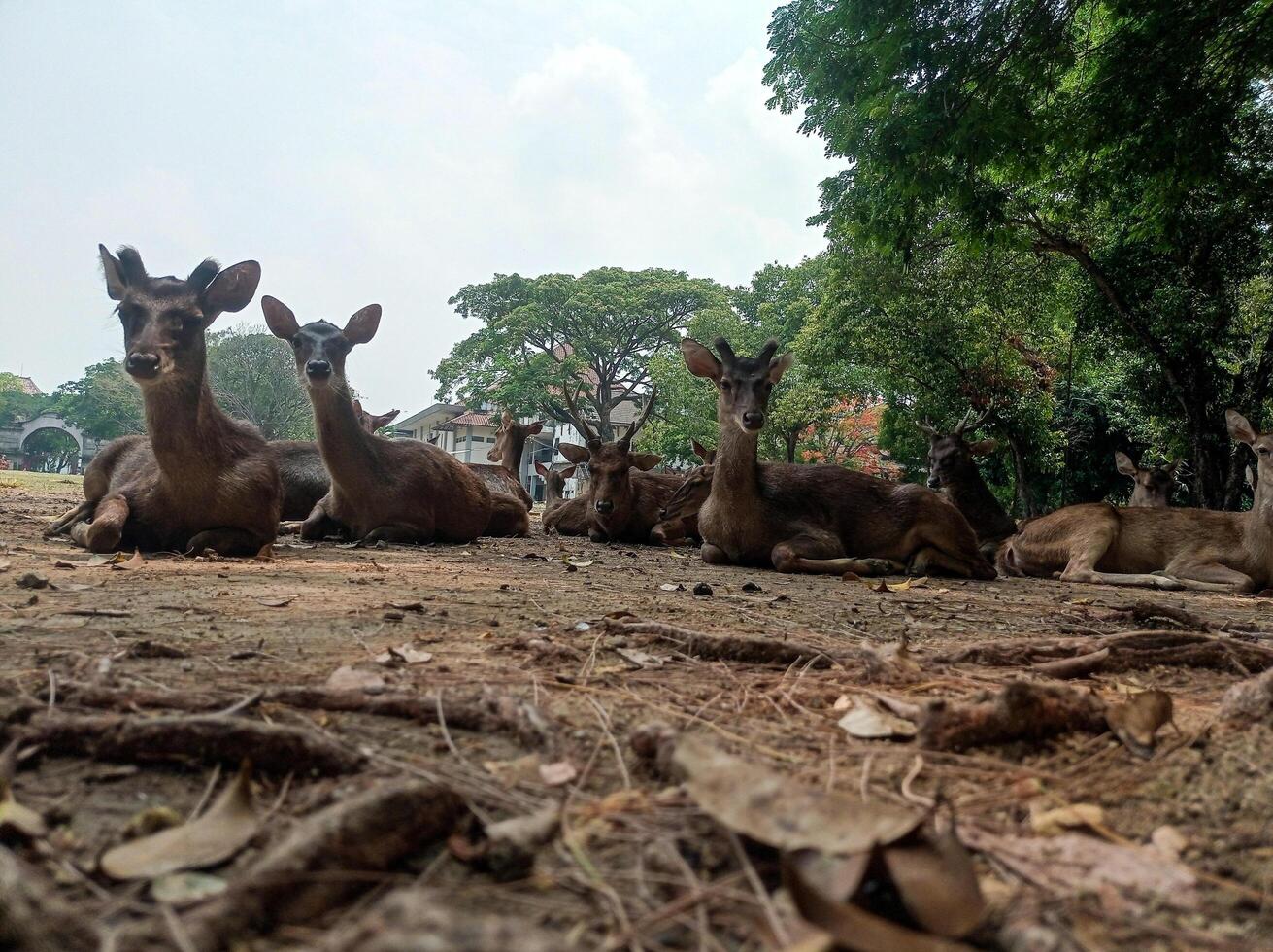a deer laying down on the ground with its mouth open photo