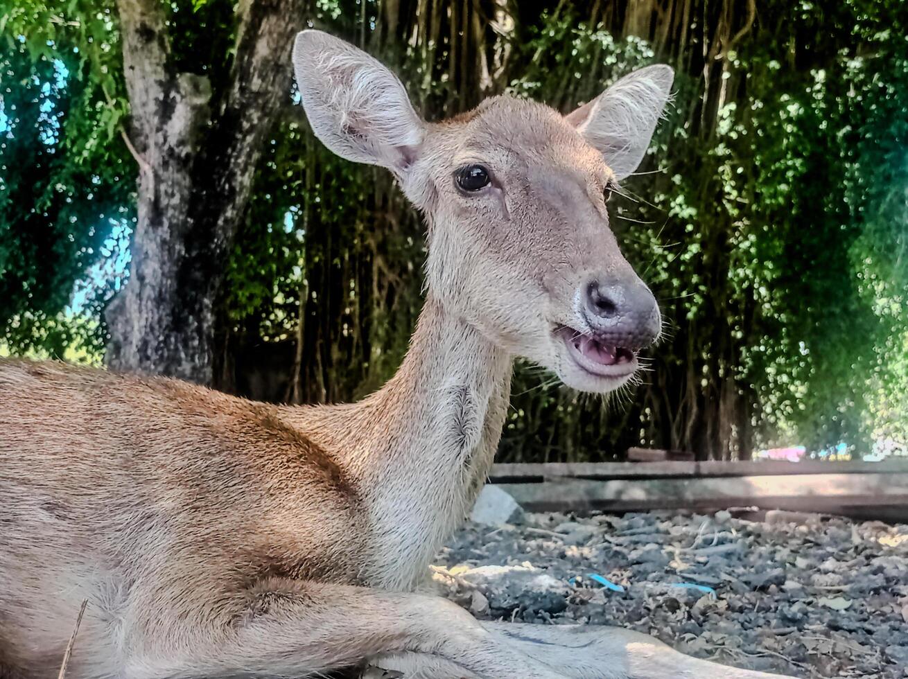a deer laying down on the ground with its mouth open photo