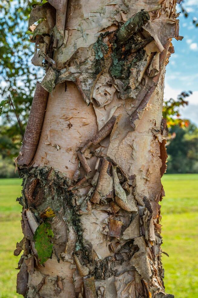 River birch tree closeup photo