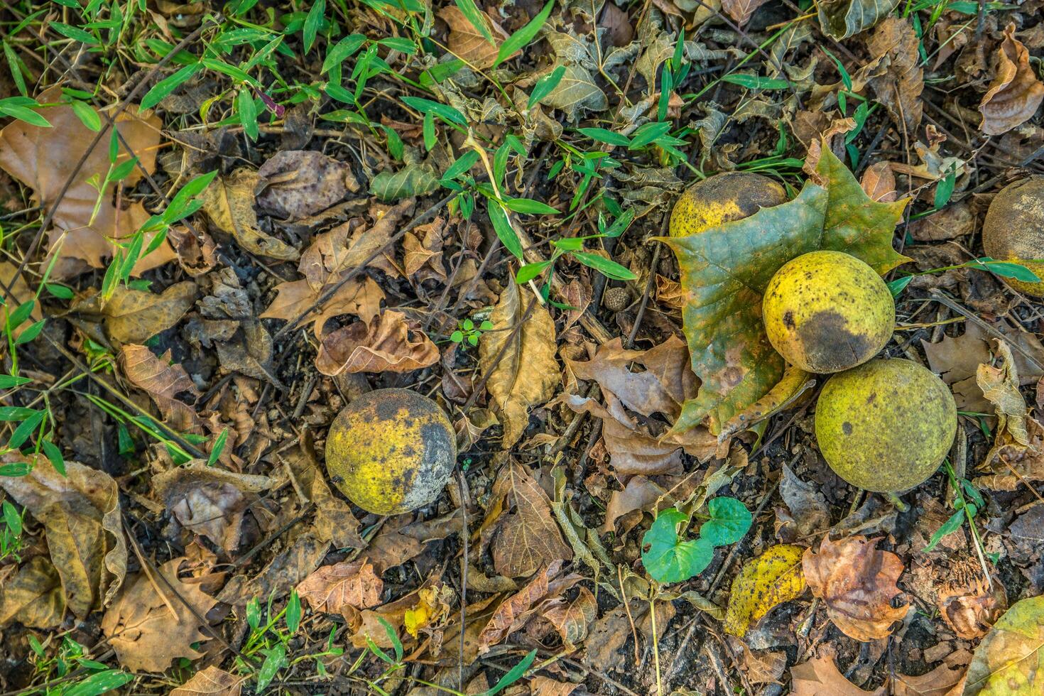 Walnuts in green shells on the ground photo