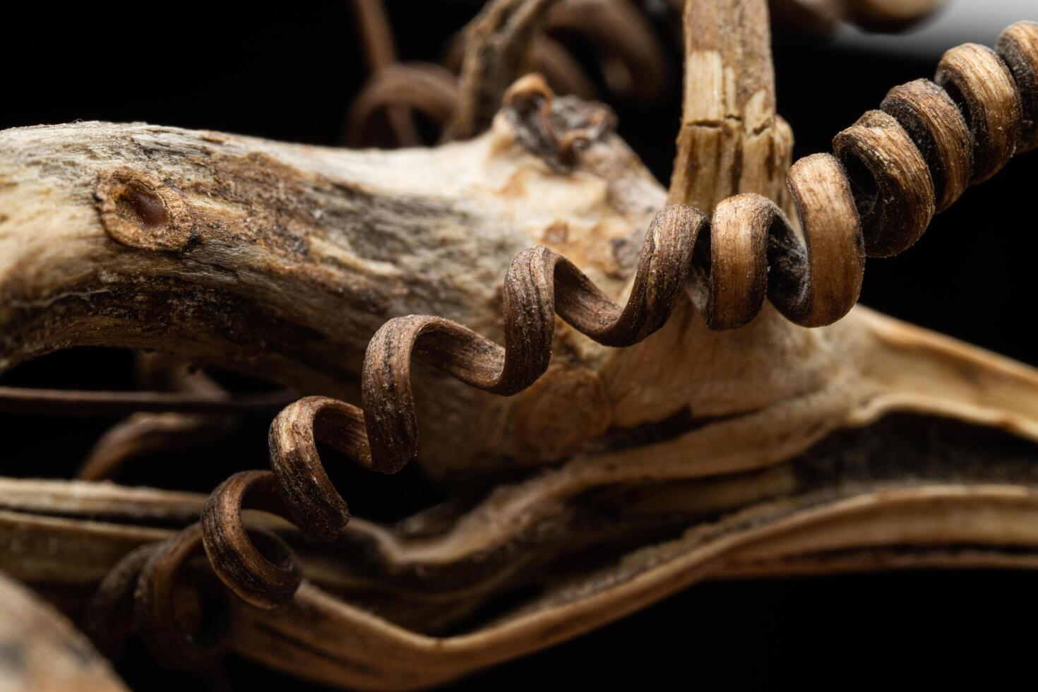 A close up of a dead animal's head photo