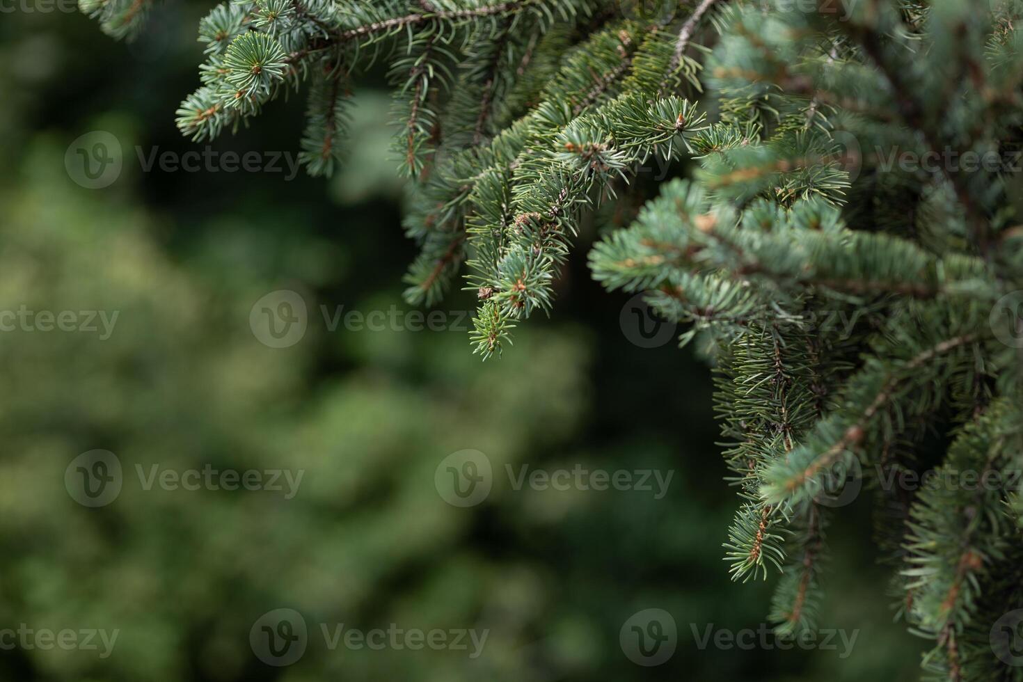Evergreen tree branches with vibrant green needles, reflecting sunlight in a lush forest setting. Beauty in nature, natural background photo
