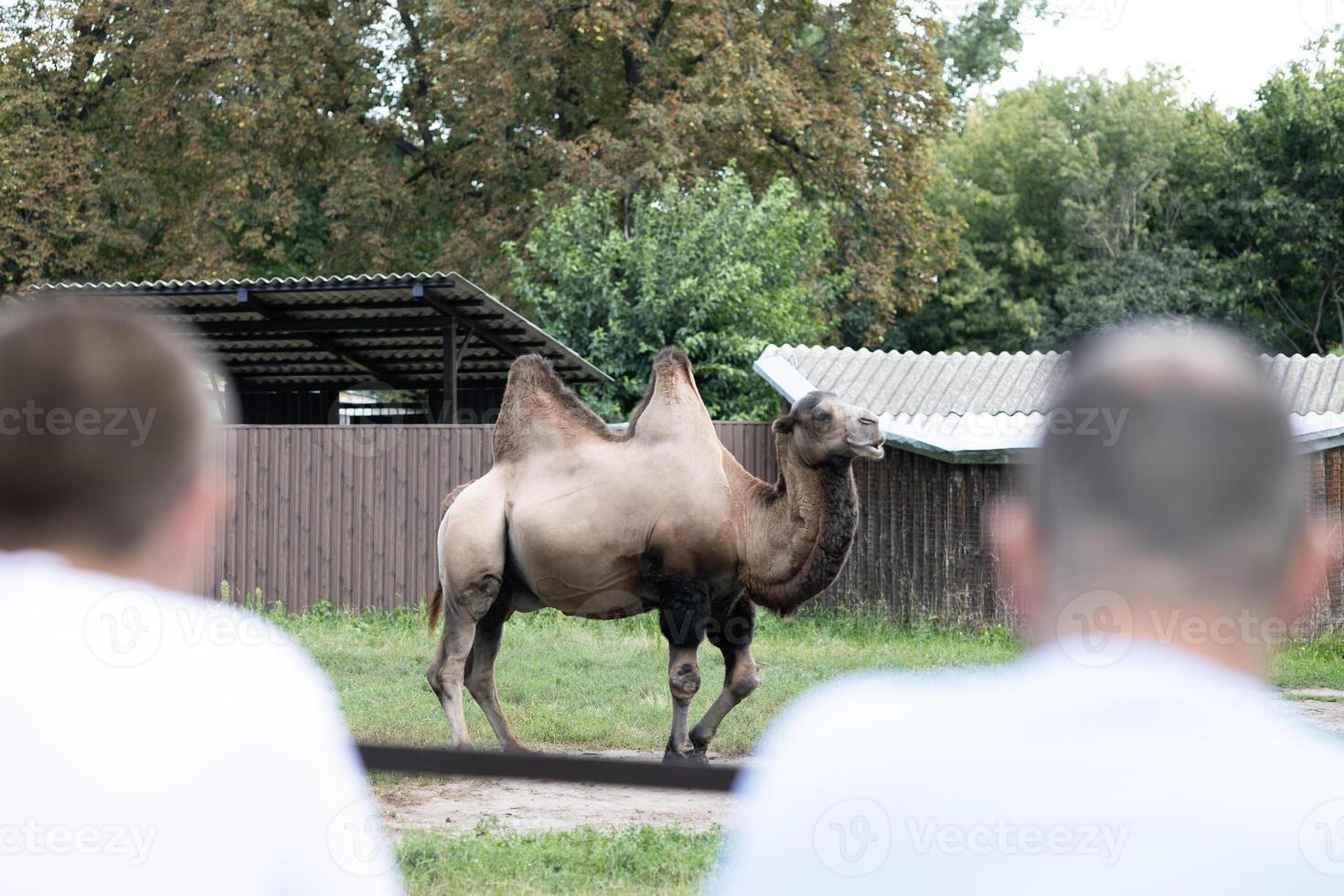 Bactrian camel walking around in area surrounded by greenery and two men watching the animal, standing back to camera photo