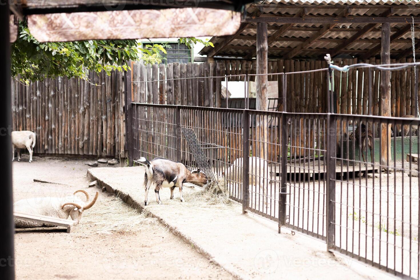 Goat and sheep grazing on hay in rustic farmyard with wooden fencing. The setting is tranquil with greenery and animal pens visible, creating peaceful ambiance photo