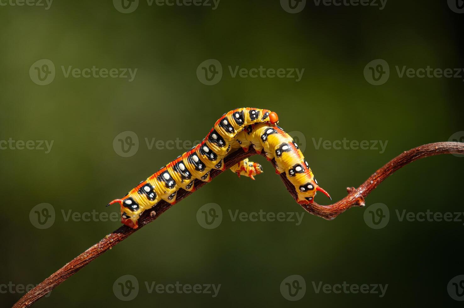 Euphorbia hawkmoth caterpillar, Hyles euphorbiae on a branch. photo