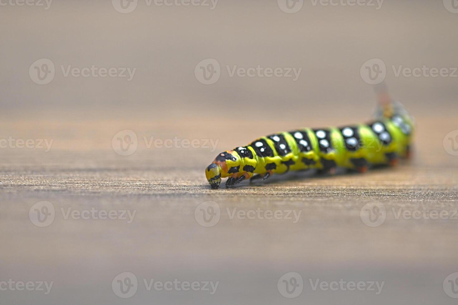 Black and yellow caterpillar on wooden background. Spurge Hawk, Hyles Euphorbiae. photo