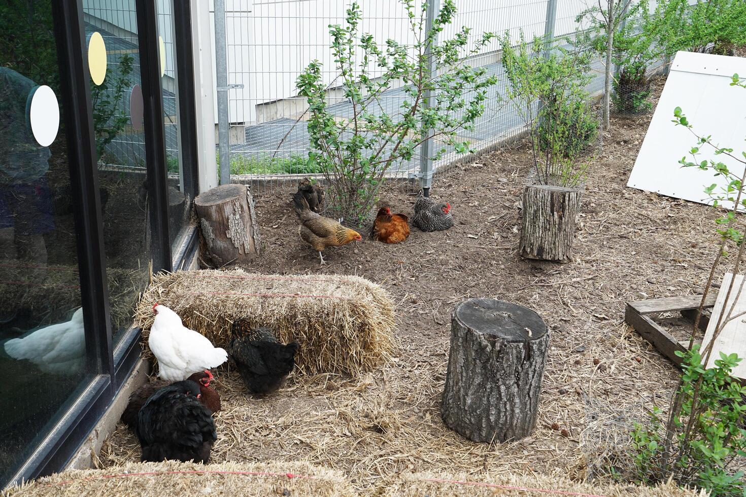 Free range chicken farming in green garden park photo