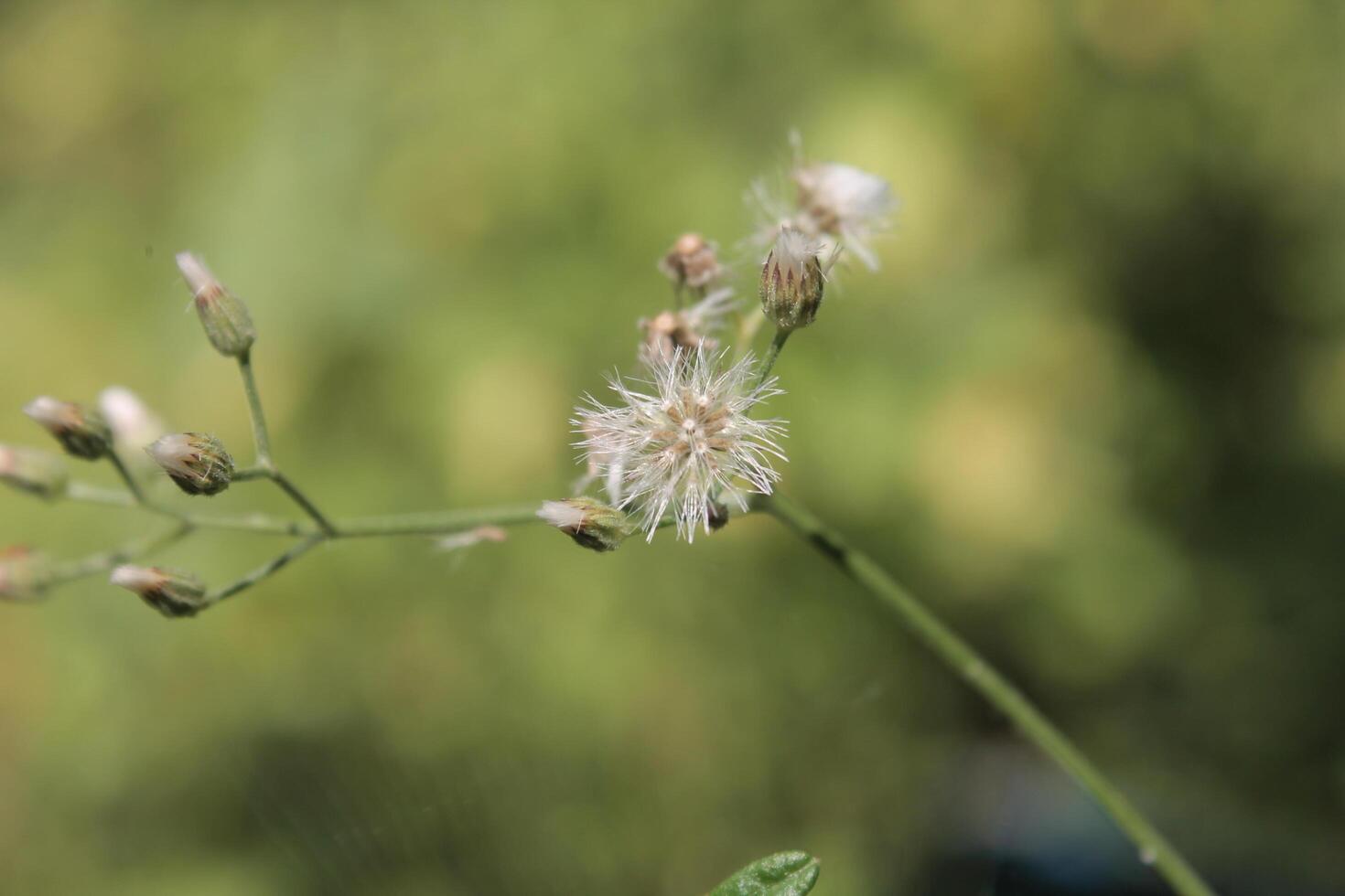 grass flower pistil photo