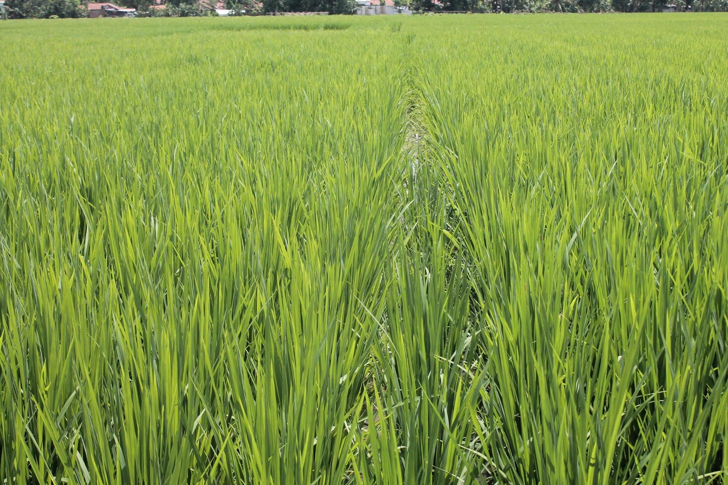 green expanse of rice plants photo