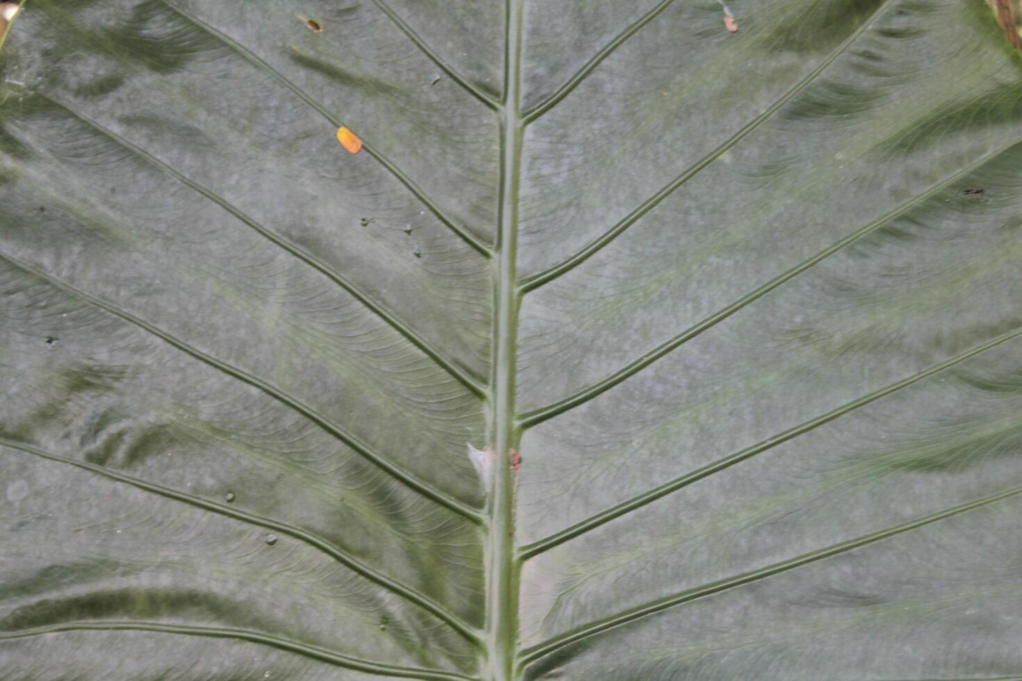 taro leaf texture photo