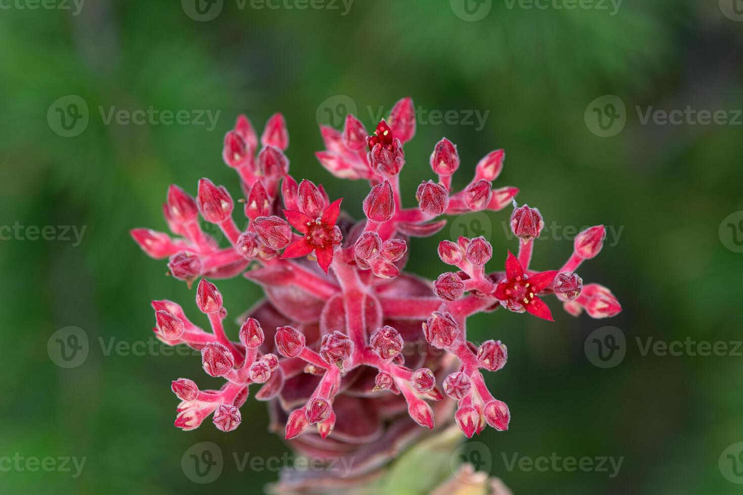 Prometheum sempervivoides is a species of the Crassulaceae family. Prometheum sempervivoides is a species of the Crassulaceae family. In Turkey, Burdur, Altinyayla region. photo