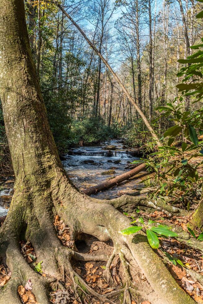 Mountain stream behind a tree photo