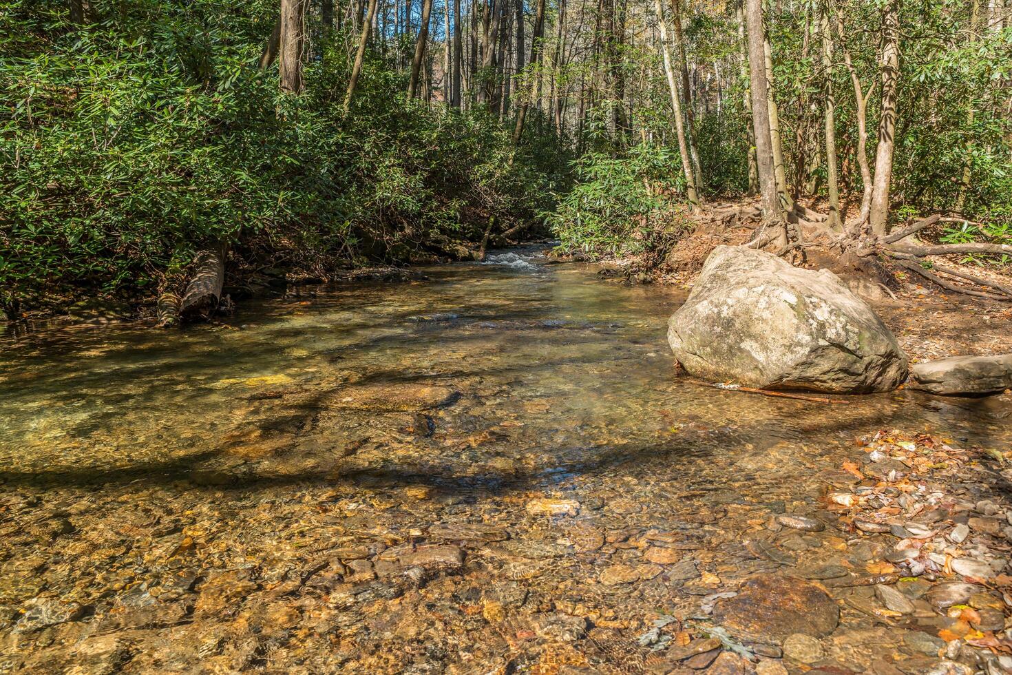 Shallow river through the forest photo