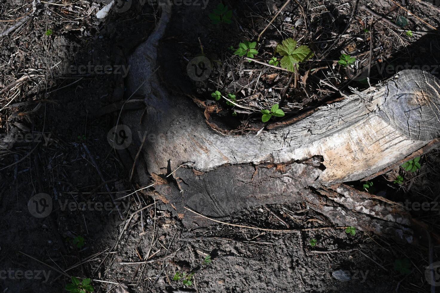a dead tree with a broken branch and some green grass photo