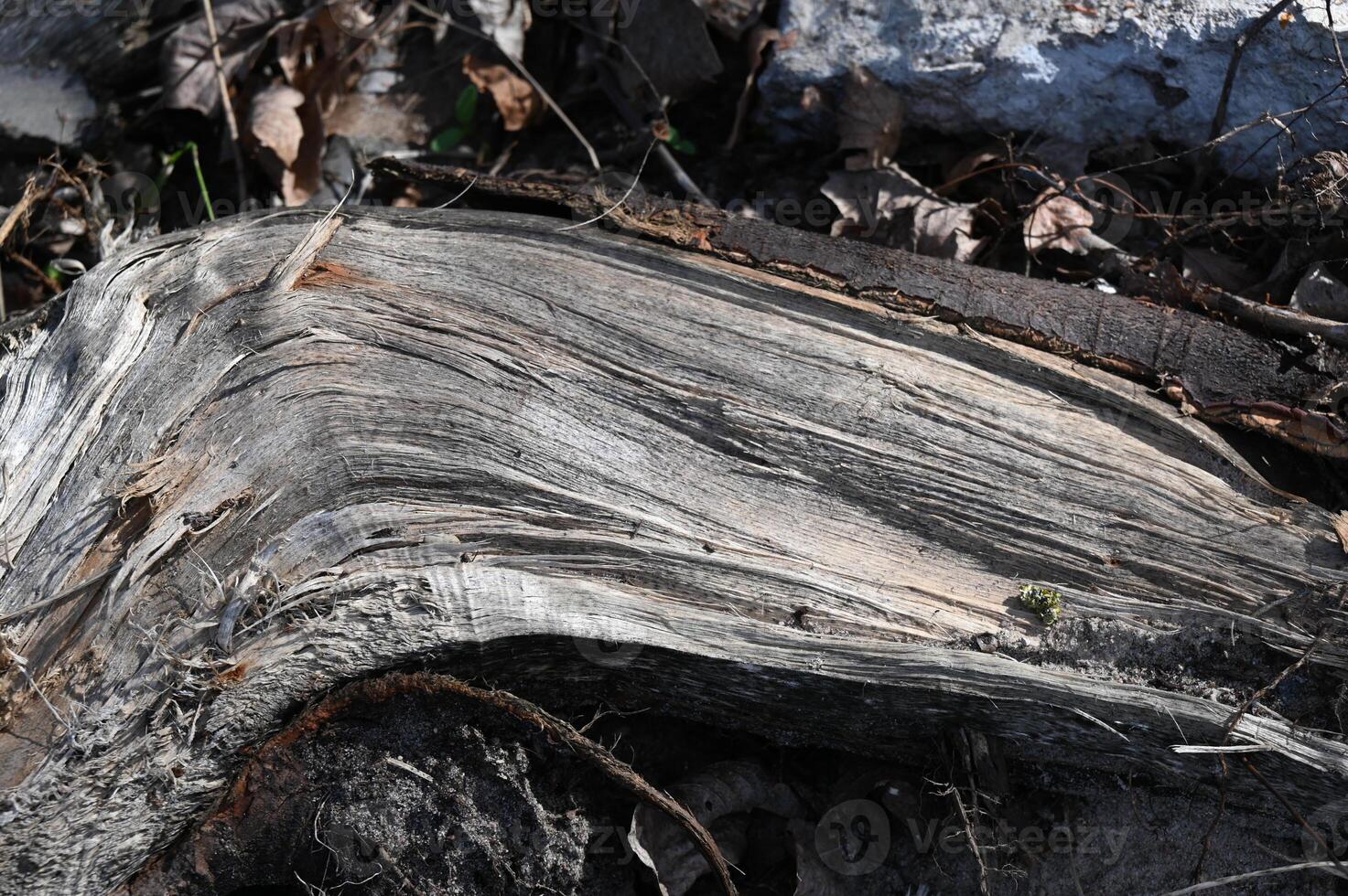 a close up of a fallen tree with a bird sitting on it photo