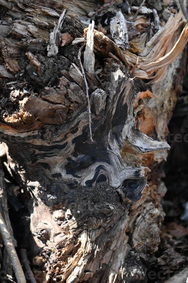 a close up of a tree trunk with a lot of dirt photo