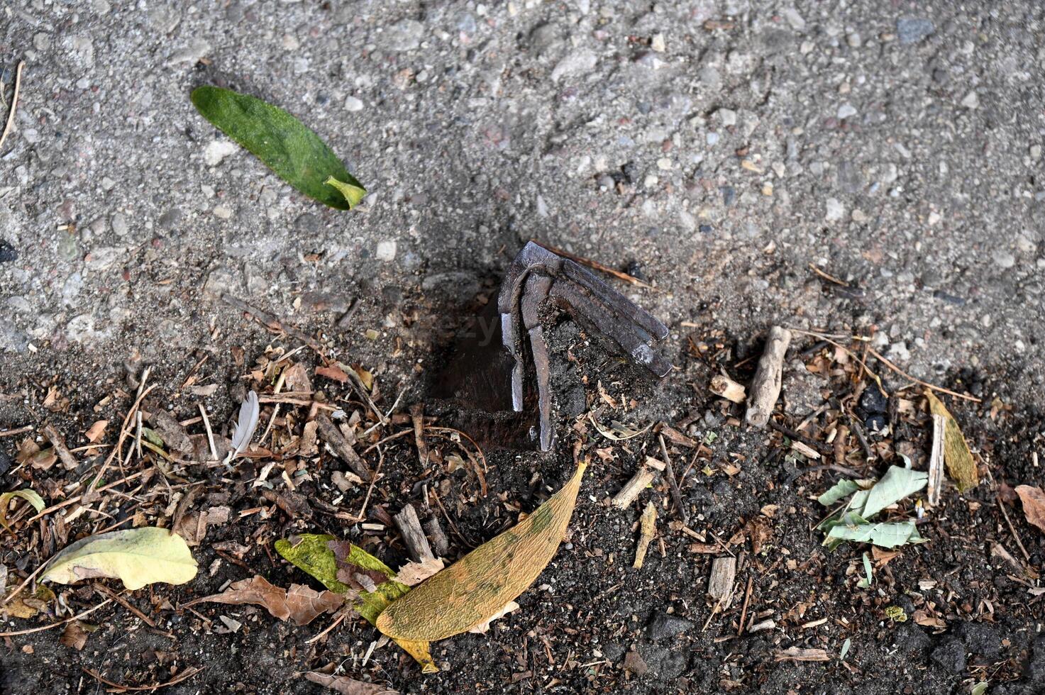 a dead leaf on the ground photo