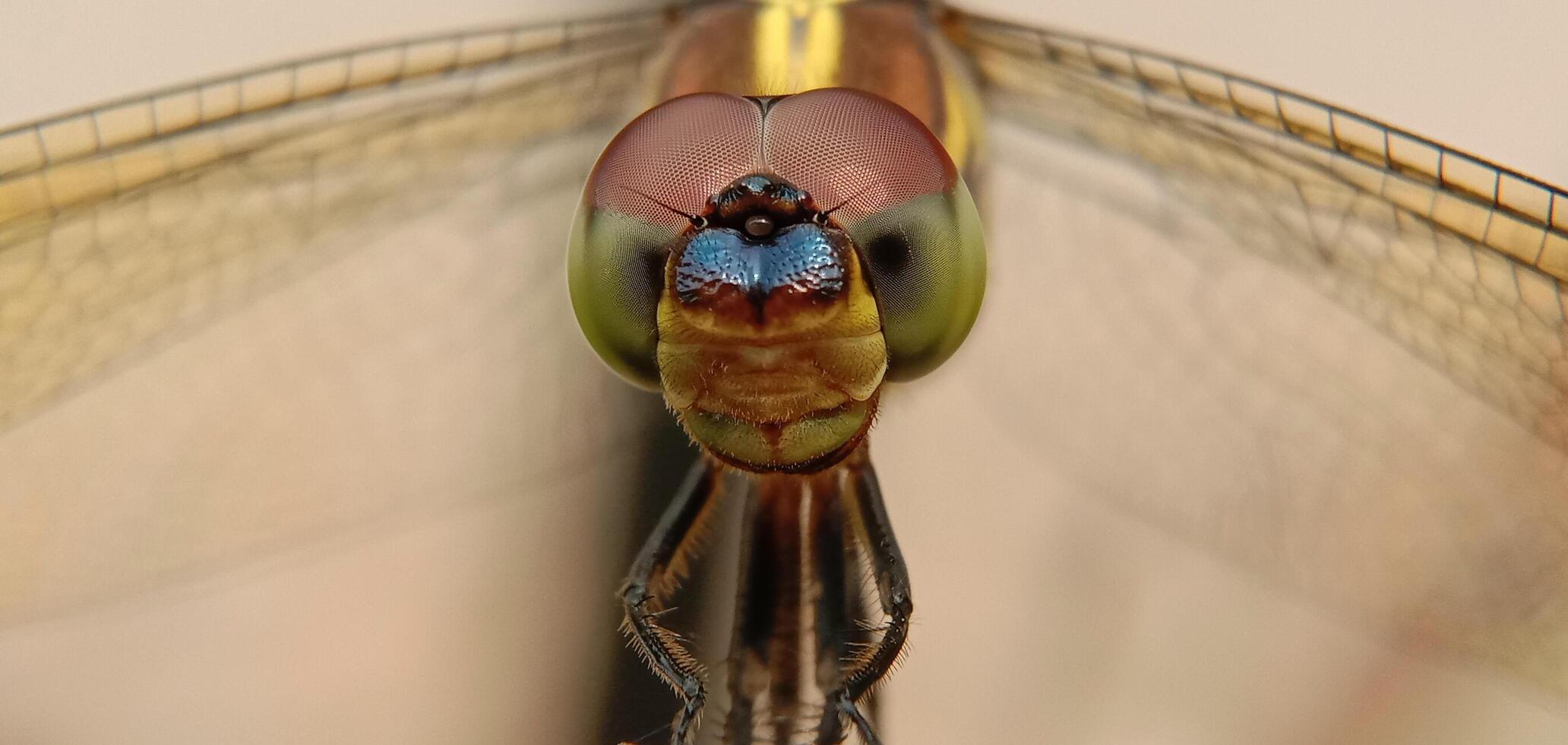 close up of a dragonfly photo