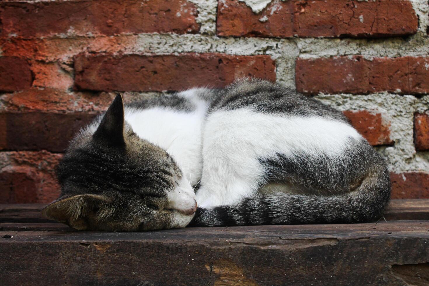 a cat is fast asleep photo