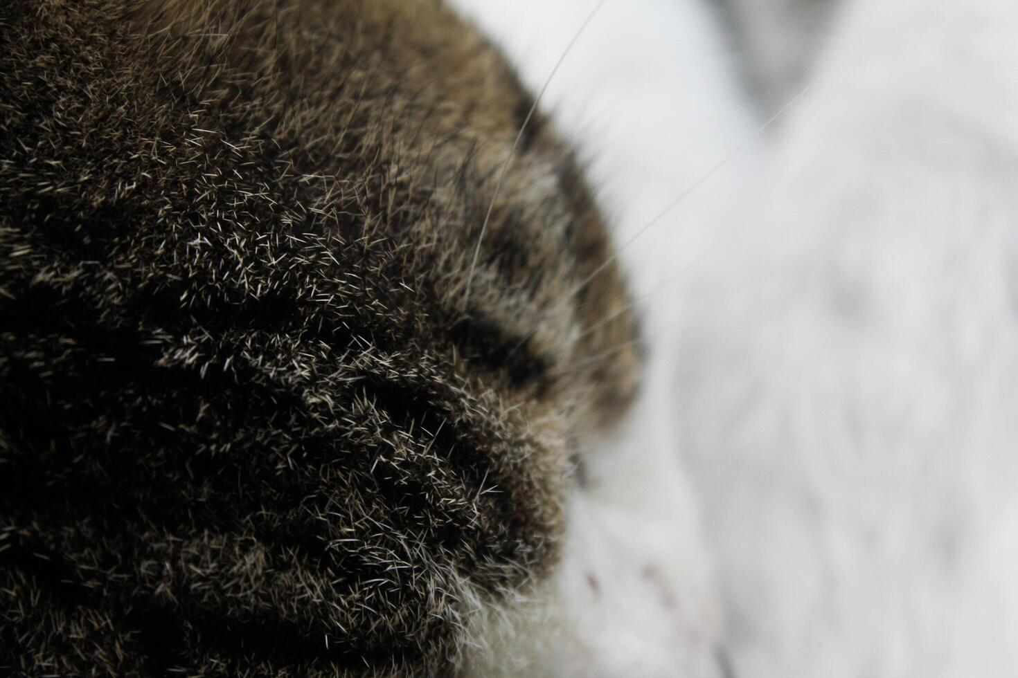 a cat is fast asleep photo