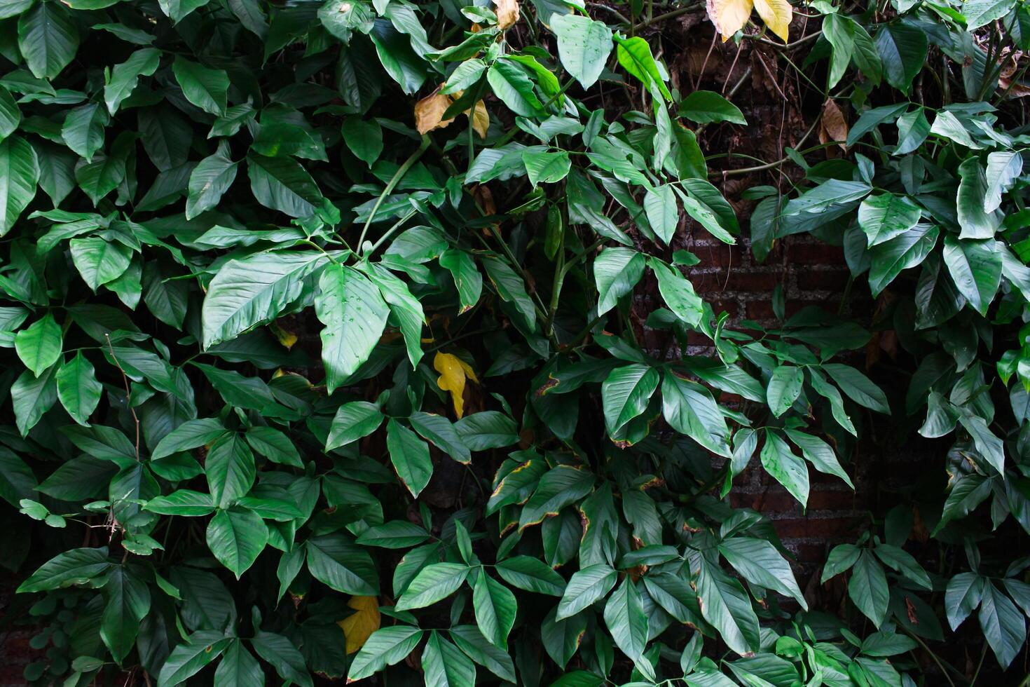 green leaves background in full frame, wallpaper photo