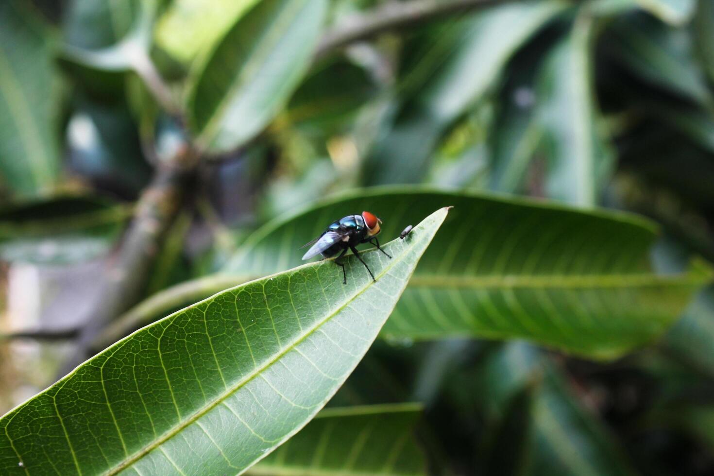 a fly on a mango leaf photo