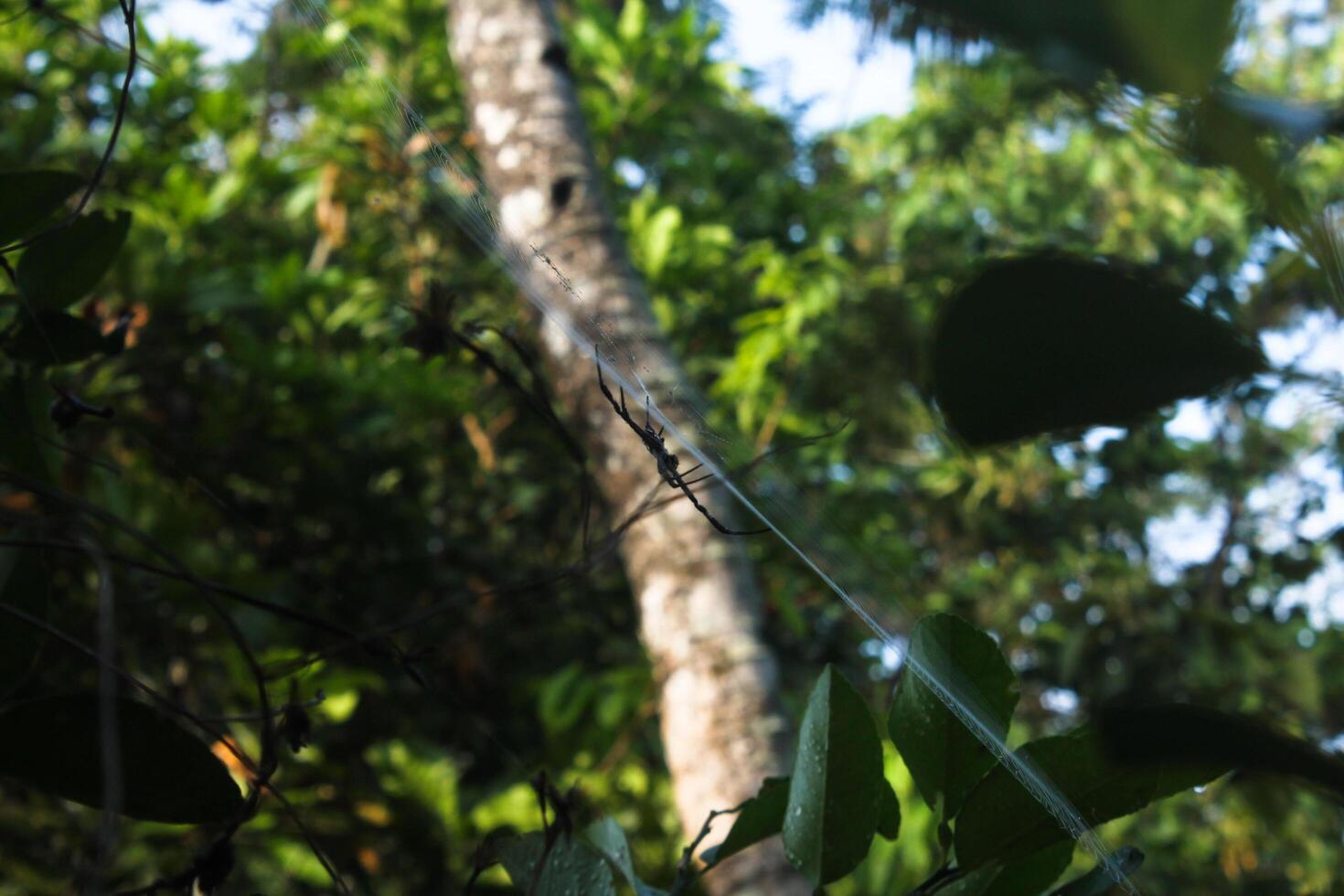 spider and trap web photo
