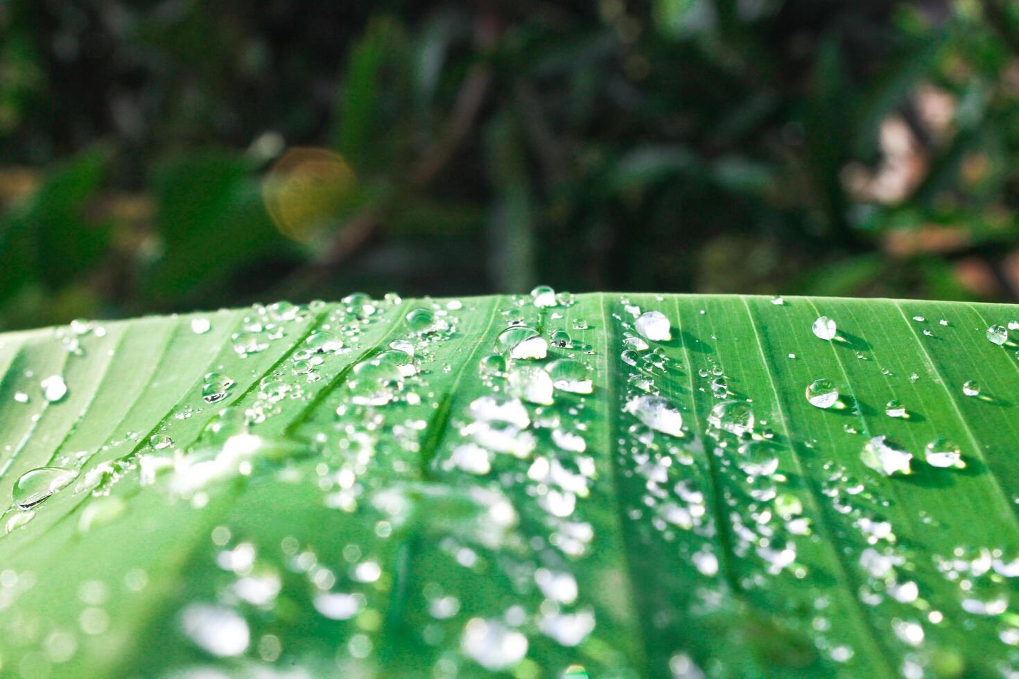 dew on banana leaves photo