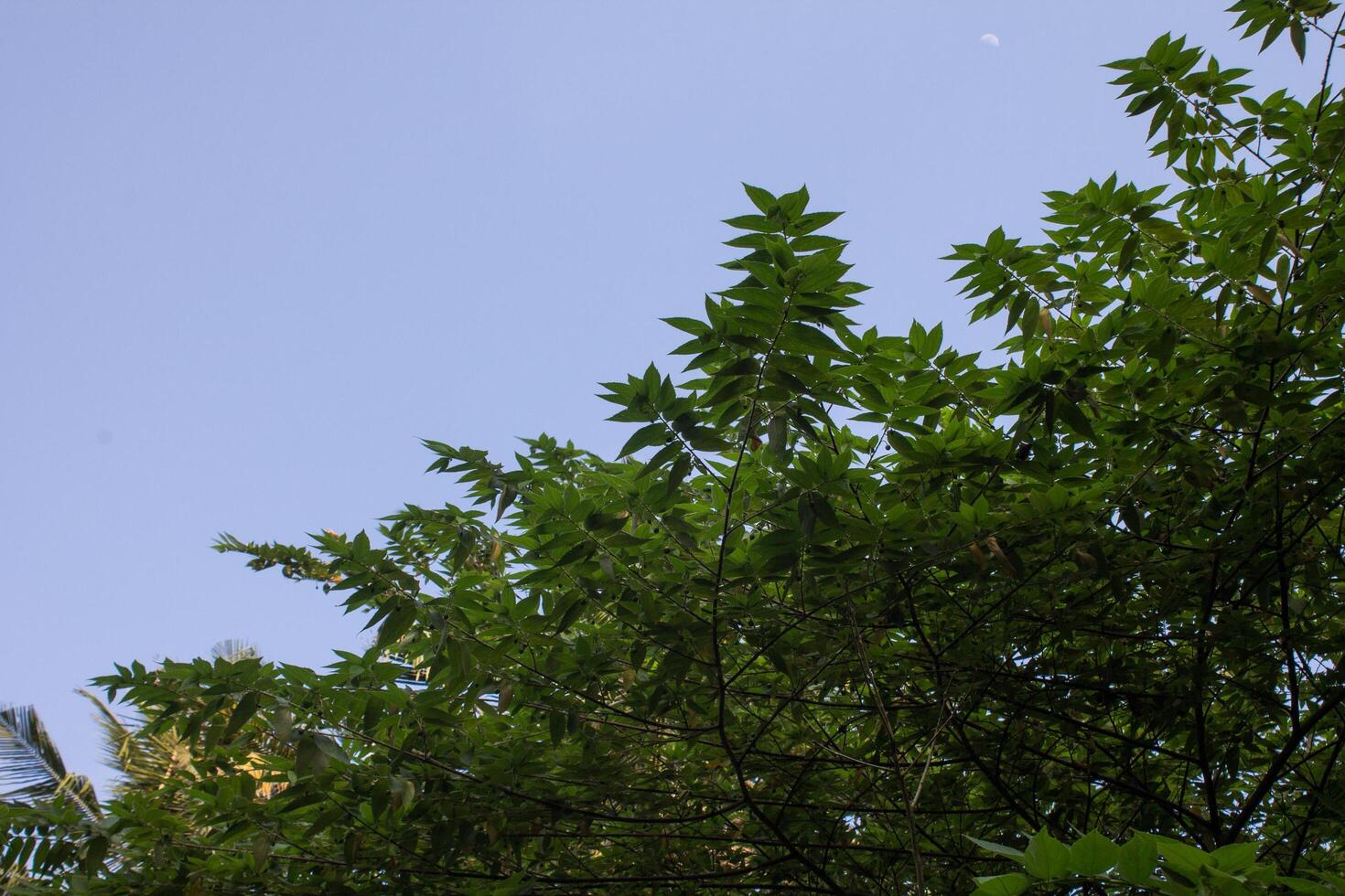 Green leaves against a blue sky background. Copy space for text. Nature landscape background. photo