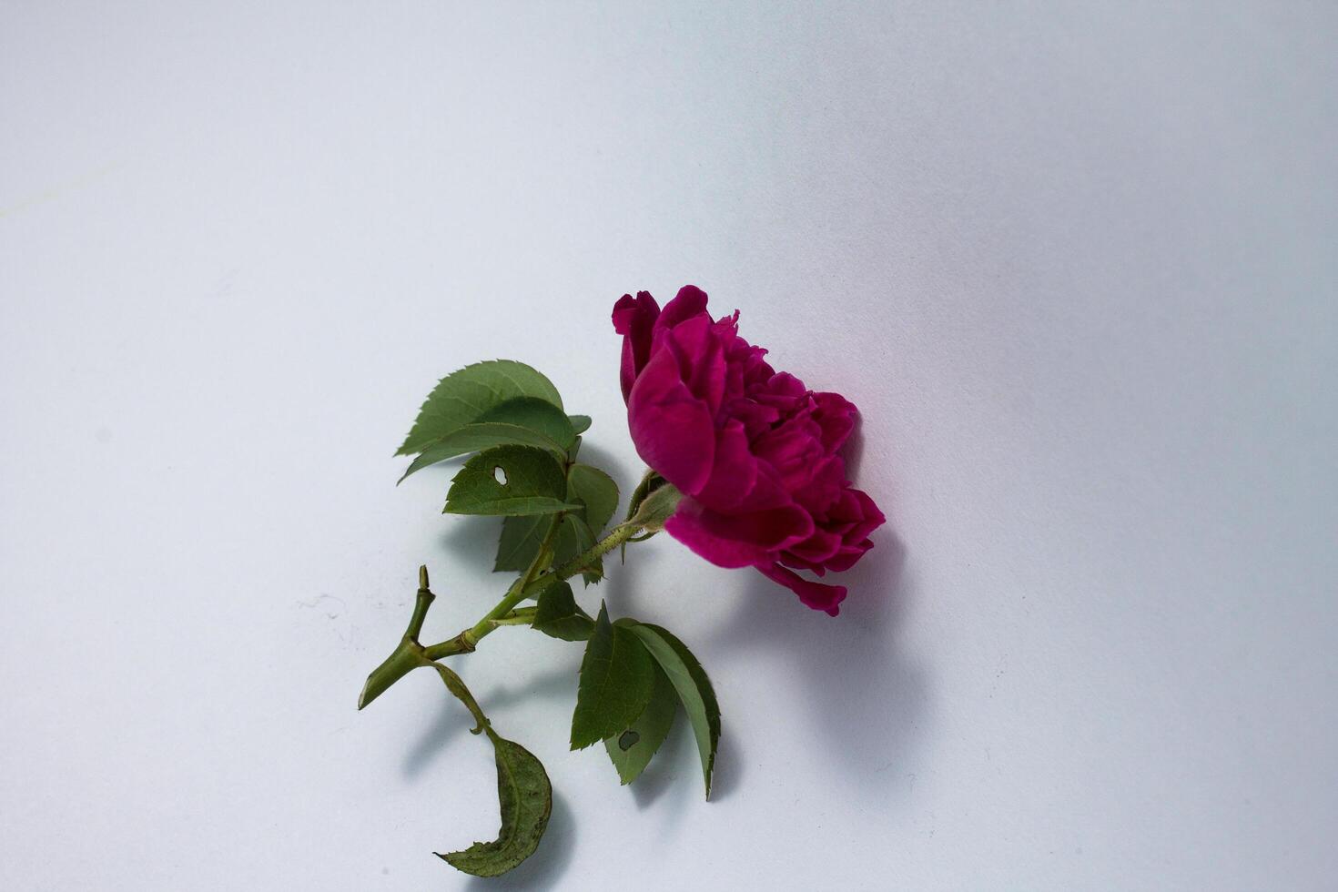 isolated red rose with copy space white background photo