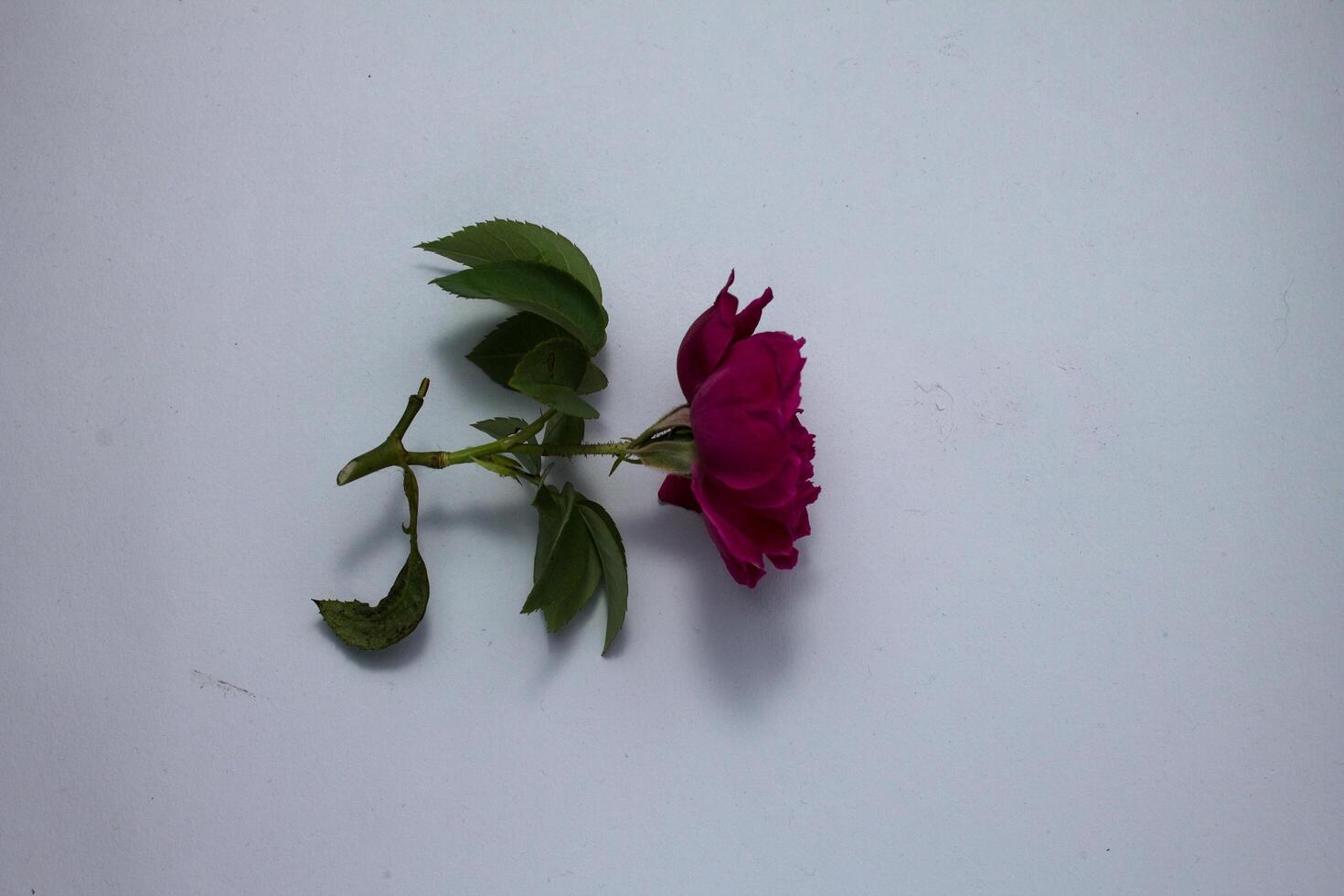 isolated red rose with copy space white background photo