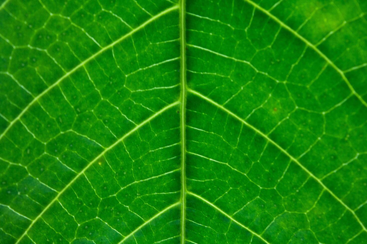 green leaf texture photo