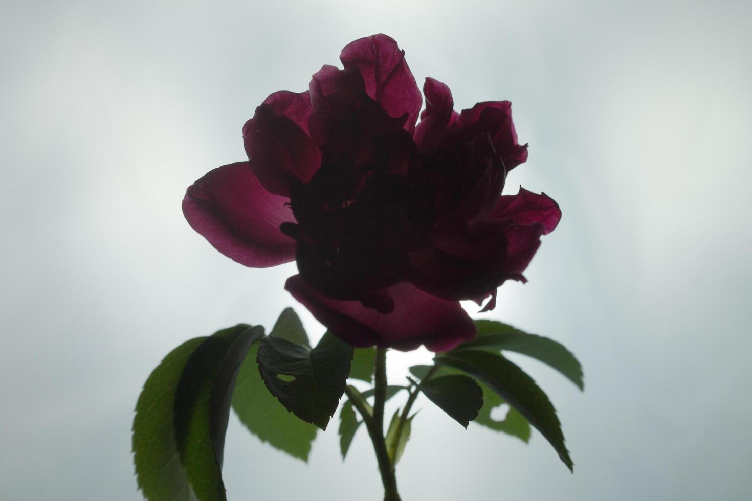 isolated red rose flower with back light photo