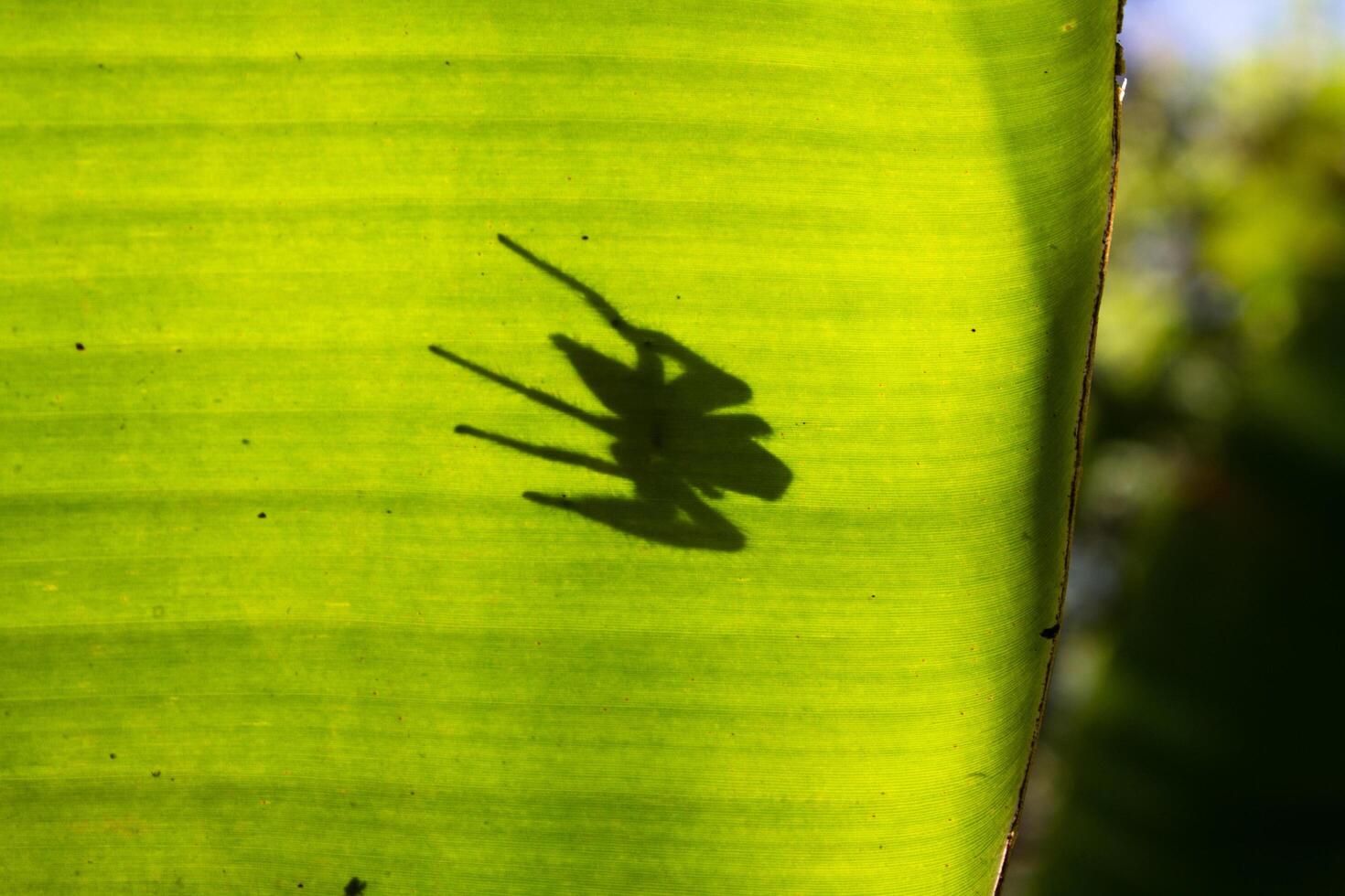 Spider shadows on banana leaves photo
