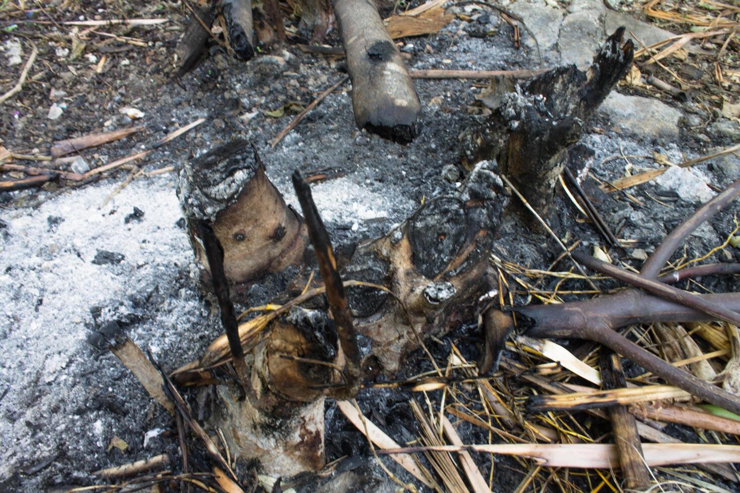 burnt tree remains photo