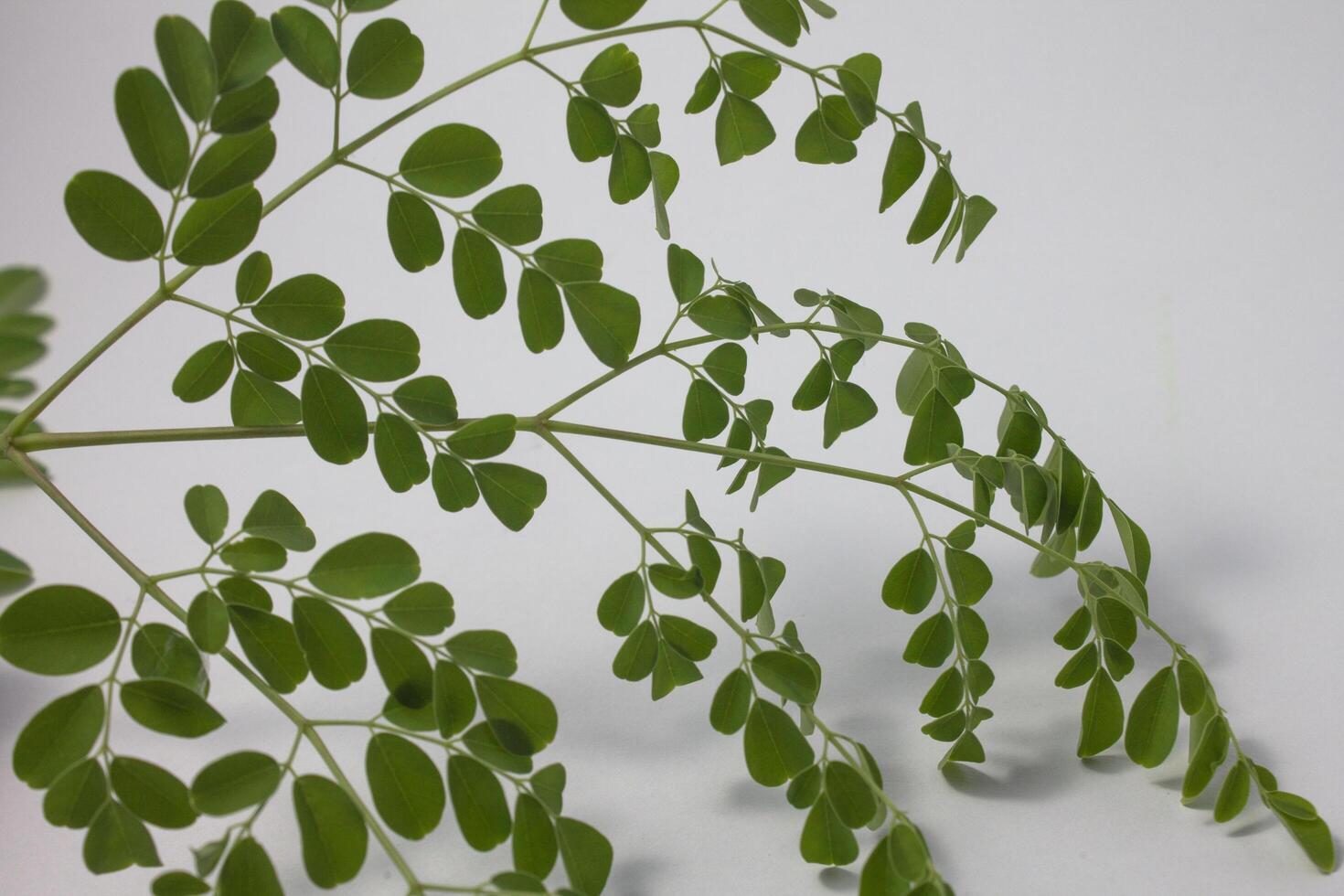 isolated moringa leaves photo