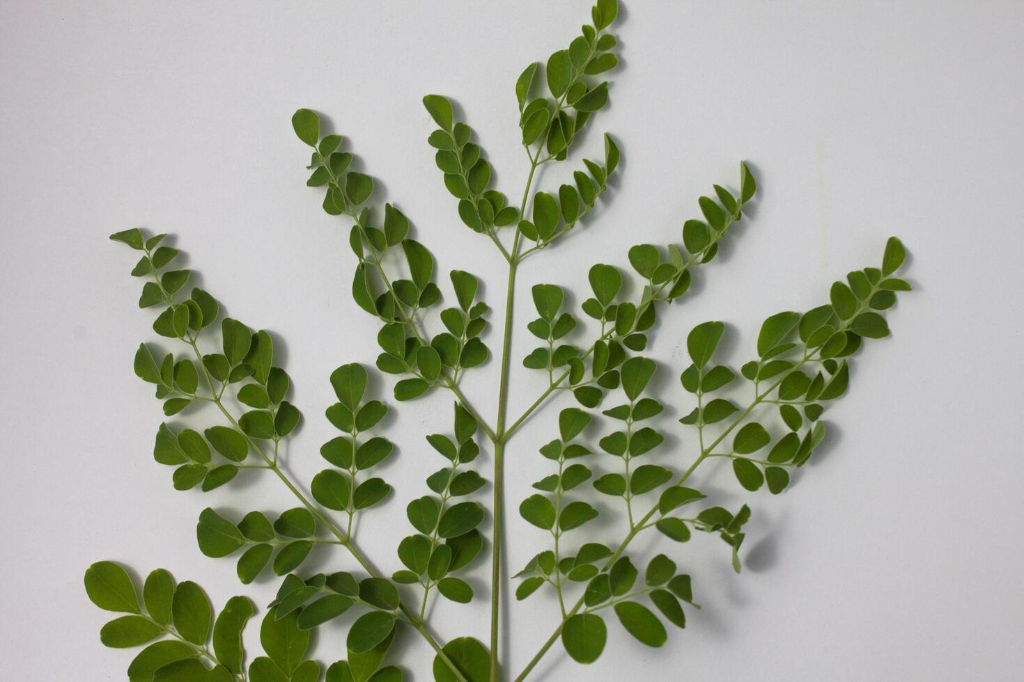 isolated moringa leaves photo