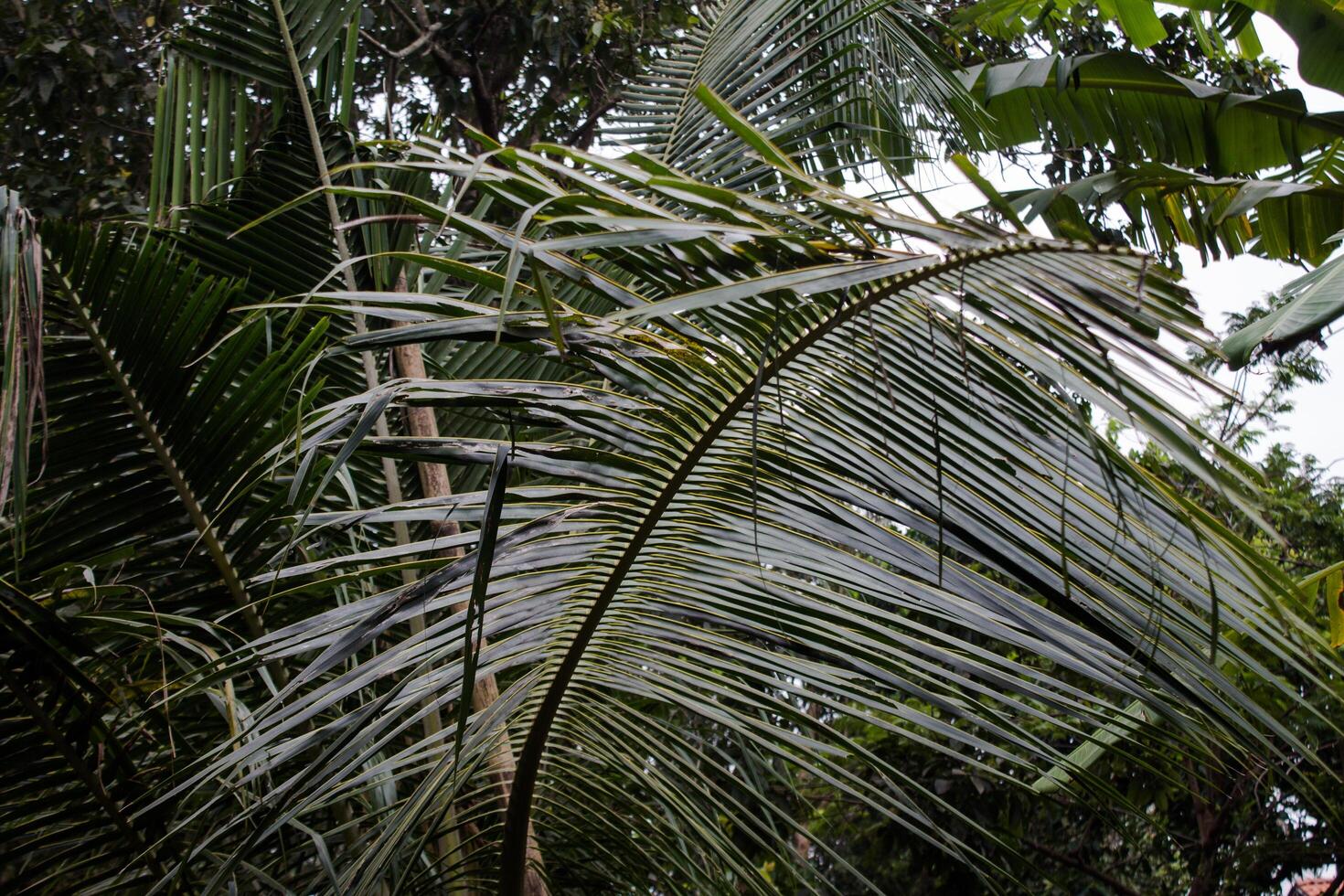 coconut tree leaf stalk photo