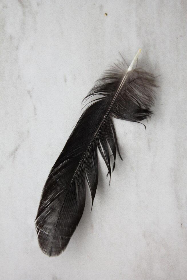 a black chicken feather photo