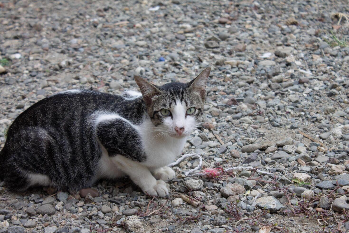 black and white striped cat photo
