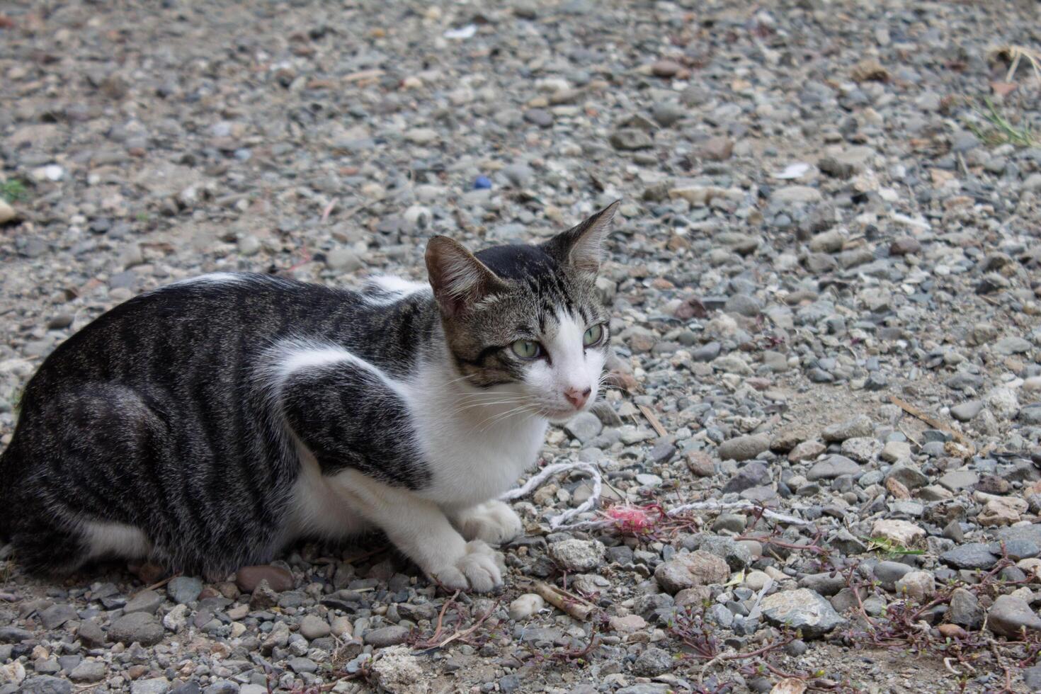 black and white striped cat photo