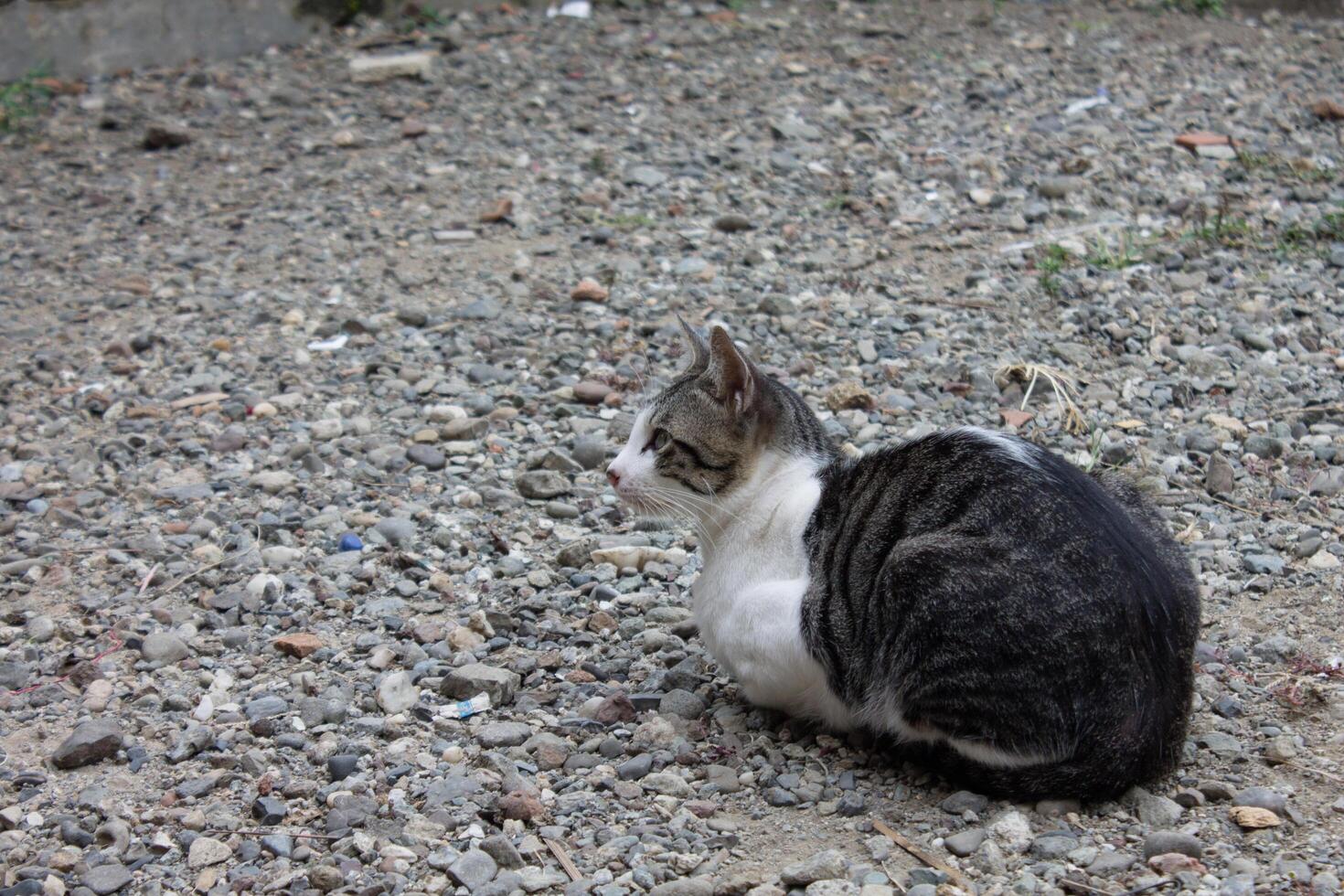 black and white striped cat photo